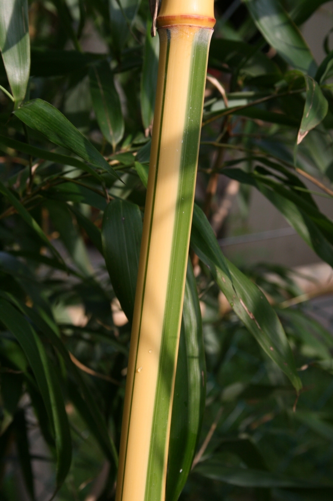  Phyllostachys bambusoides castillonis ID = 