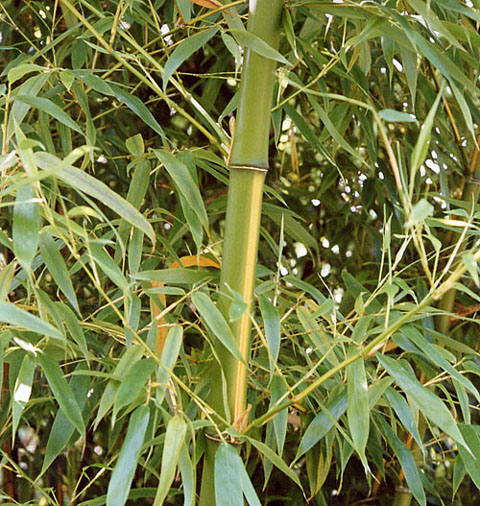  Phyllostachys bambusoides  castillonis inversa ID = 