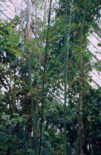  Himalayacalamus cupreus C.M.A.Stapleton ID = 