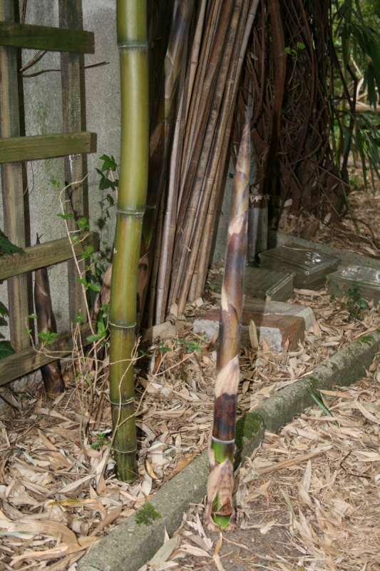  Phyllostachys violascens ID = 