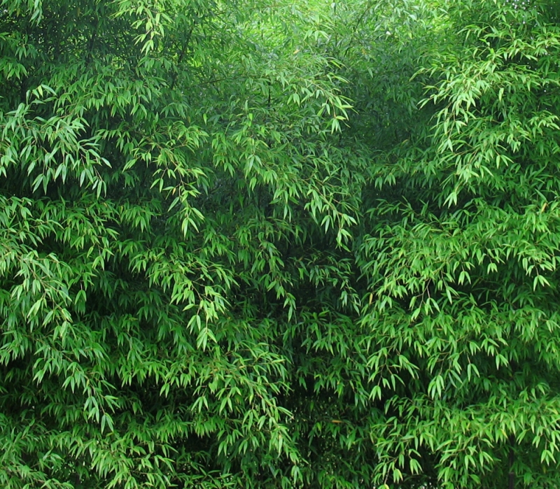  Phyllostachys nigra Black Bamboo ID = 