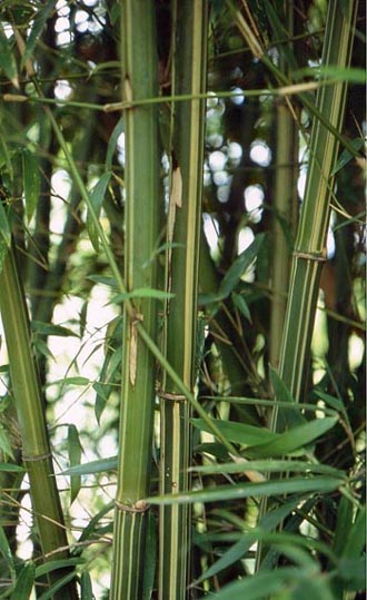  Bambusa etuldoides McClure ID = 
