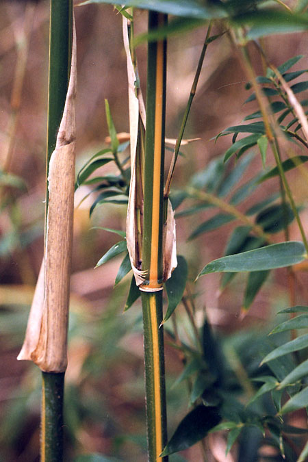  Bambusa multiplex (Lour.) Raeuschel var.silverstripe R.A. Young ID = 