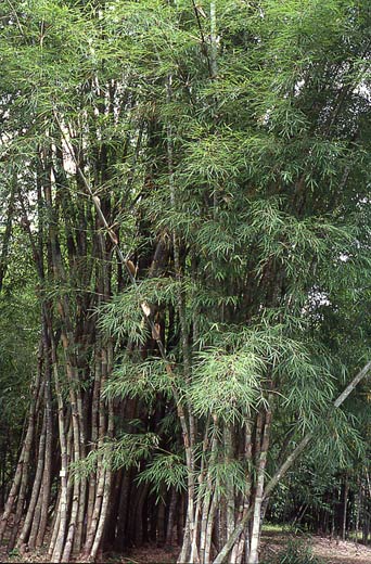  Bambusa polymorpha Munro ID = 