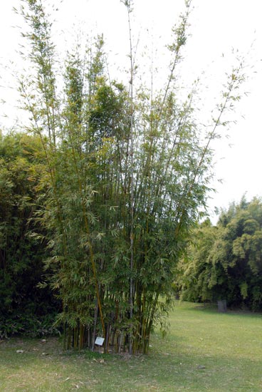  Bambusa textilis McClure ID = 