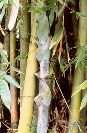 Bambusa tulda ID = 