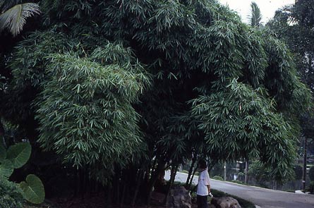  Bambusa vulgaris Schrader f.wamin Wen ID = 