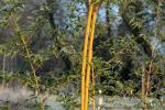 Phyllostachys bambusoides holochrys