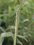 Phyllostachys aureosulcata Alata