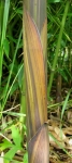 Phyllostachys decora  Beautiful Bamboo