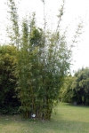 Bambusa textilis McClure