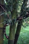 Bambusa sinospinosa McClure