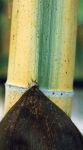 Phyllostachys edulis  bicolor