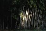 Phyllostachys nigra boryana Phyllostachys nigra boryana