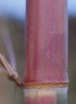 Phyllostachys praecox viridisulcata