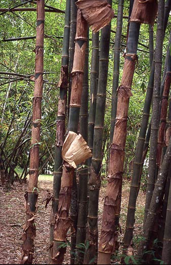  Dendrocalamus sikkimensis Gamble ID = 