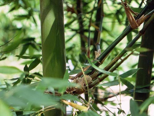  Dendrocalamus spinosus ID = 