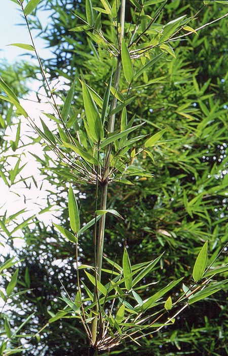  Dendrocalamus tsiangii (McClure) Chia & H.L. Fung ID = 