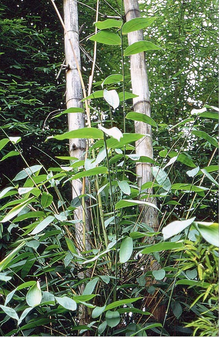  Dendrocalamus yunnanicus Hsueh & D.Z. Li ID = 