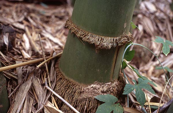  Dendrocalamus latiflorus Munro ID = 