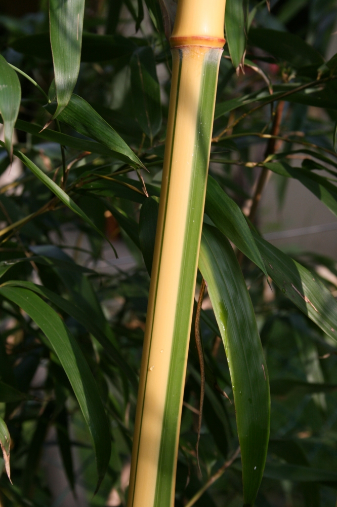  Phyllostachys bambusoides castillonis ID = 