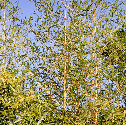  Phyllostachys bambusoides castillonis ID = 