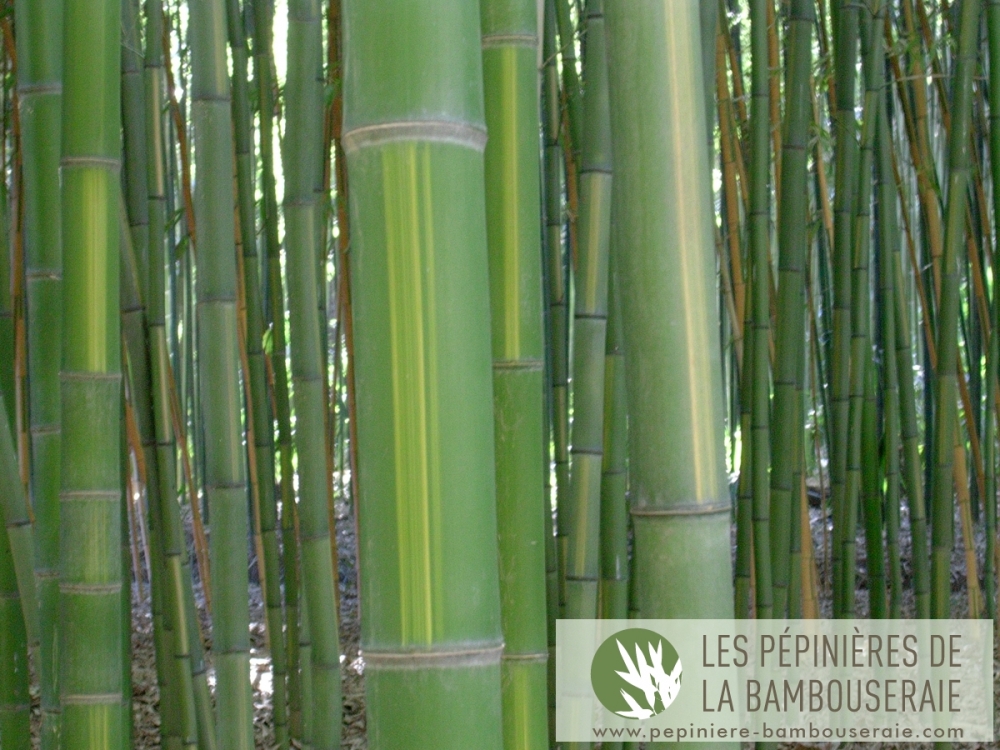  Phyllostachys bambusoides 'Castilloni inversa' ID = 