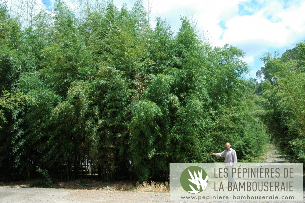  Phyllostachys bambusoides 'Castilloni inversa' ID = 