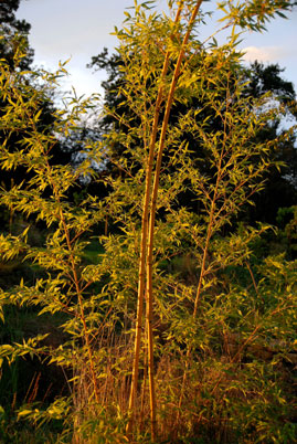  Phyllostachys bambusoides holochrys ID = 