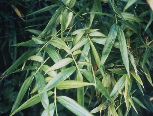  Phyllostachys bambusoides  kawadana Makino ID = 