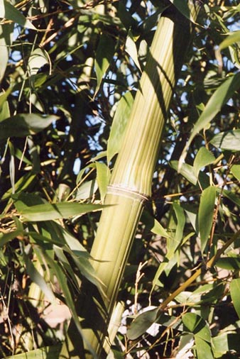  Phyllostachys bambusoides  marliacea Muroi ID = 