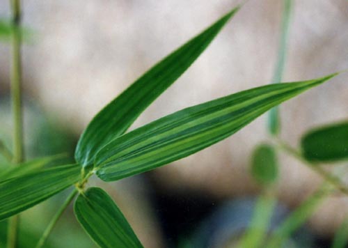  Phyllostachys bambusoides  subvariegata ID = 