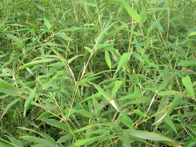  Phyllostachys bissetii ID = 