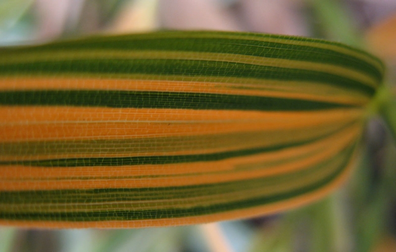  Phyllostachys bambusoides Richard Haubrich ID = 