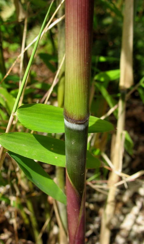  Thamnocalamus spathiflorus Nyalam ID = 