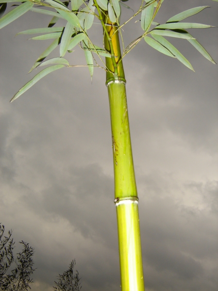  Phyllostachys vivax Huangwenzhu ID = 