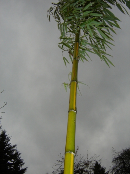  Phyllostachys vivax Huangwenzhu ID = 