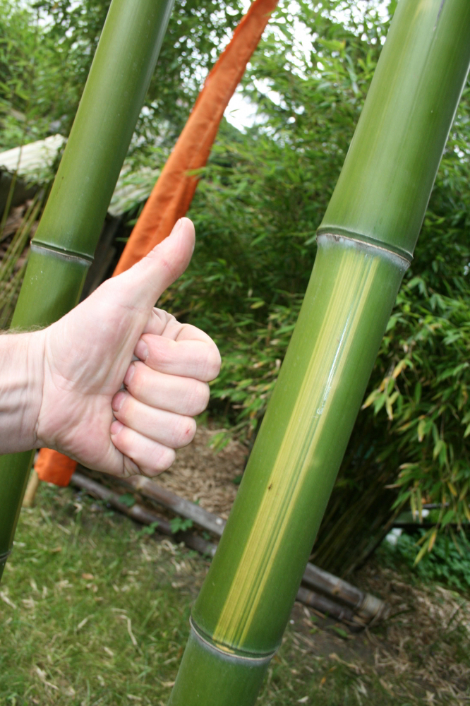  Phyllostachys vivax huanwenzhu ID = 