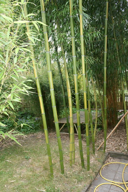  Phyllostachys vivax Huangwenzhu ID = 