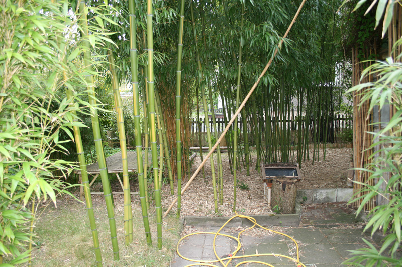  Phyllostachys vivax Huangwenzhu ID = 