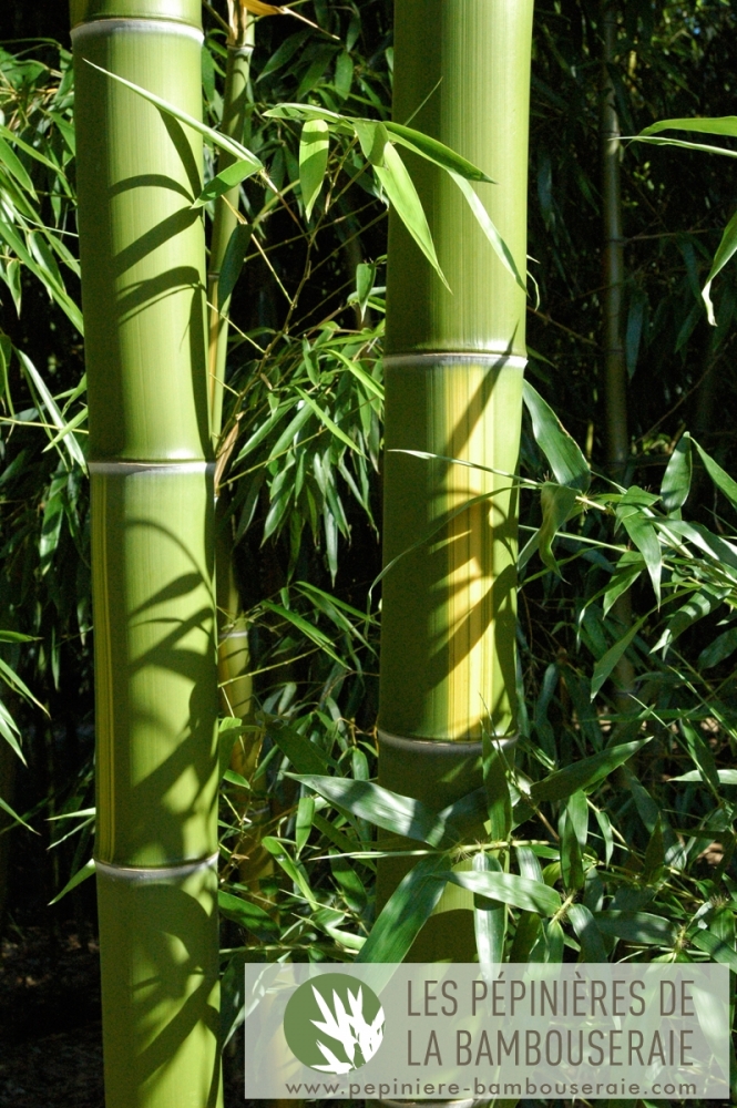  Phyllostachys vivax Huanvenzhu ID = 