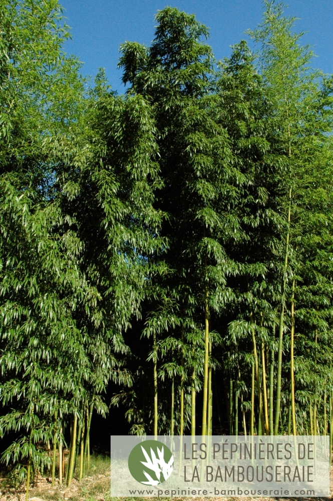  Phyllostachys vivax Huanvenzhu ID = 