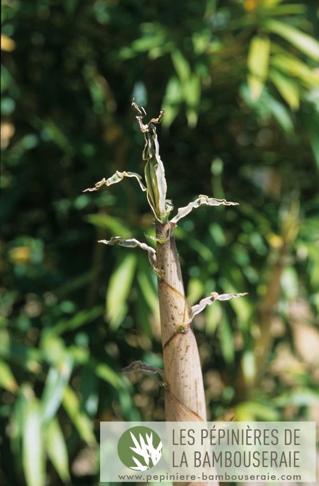  Phyllostachys vivax Huanvenzhu ID = 