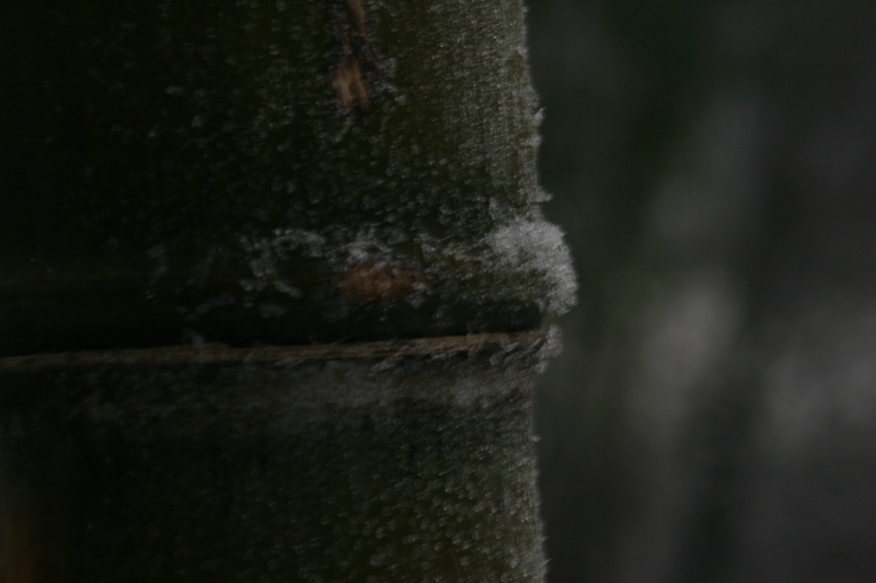  Phyllostachys vivax Huangwenzhu ID = 