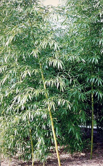  Phyllostachys vivax McClure ID = 