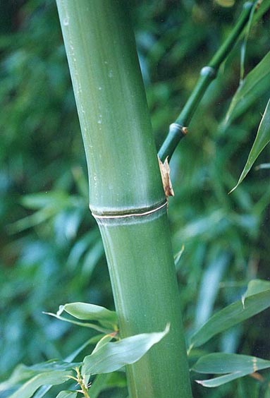  Phyllostachys vivax McClure ID = 