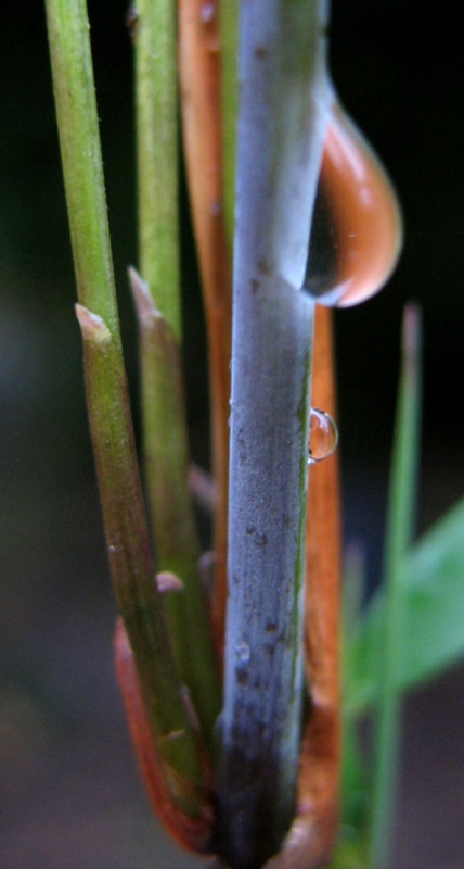  Fargesia sp. Scabrida ID = 