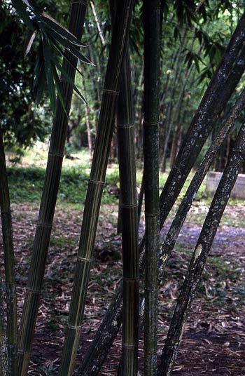  Gigantochloa pseudoarundinacea (Steud.) Widjaja ID = 