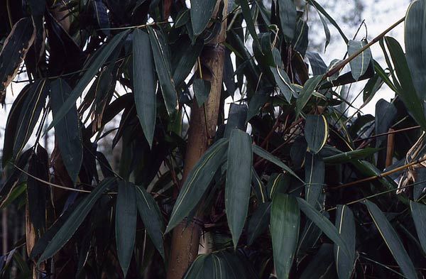  Gigantochloa ligulata Gamble ID = 