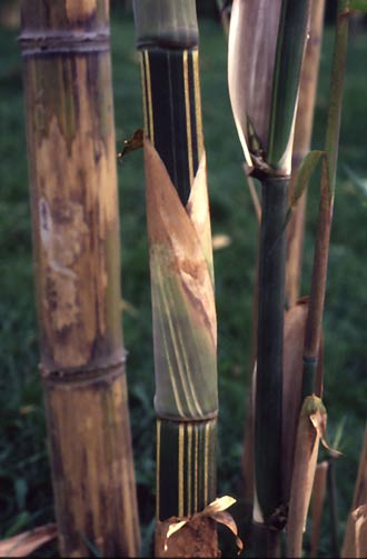  Gigantochloa ligulata Gamble ID = 